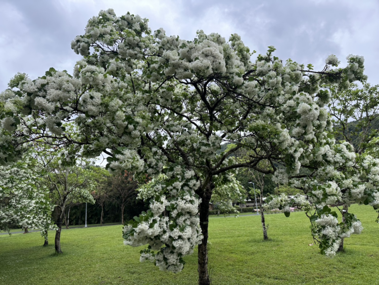 四月春暖花開 大安森林公園、二二八公園、南港公園流蘇綻放 四月春暖花開-大安森林公園、二二八公園、南港公園流蘇綻放