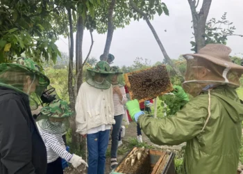蜂蜜現採現嘗-嘉義竹崎民宿帶領住客走進蜜蜂世界