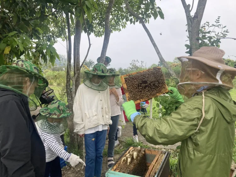 蜂蜜現採現嘗-嘉義竹崎民宿帶領住客走進蜜蜂世界