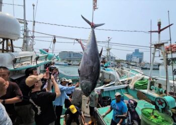 2025屏東第一鮪報到!-「茂豐祥號」返港驗明正身-11日舉辦拍賣會