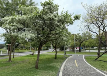 四月雪降臨新店陽光運動公園-流蘇花盛開迎春意！