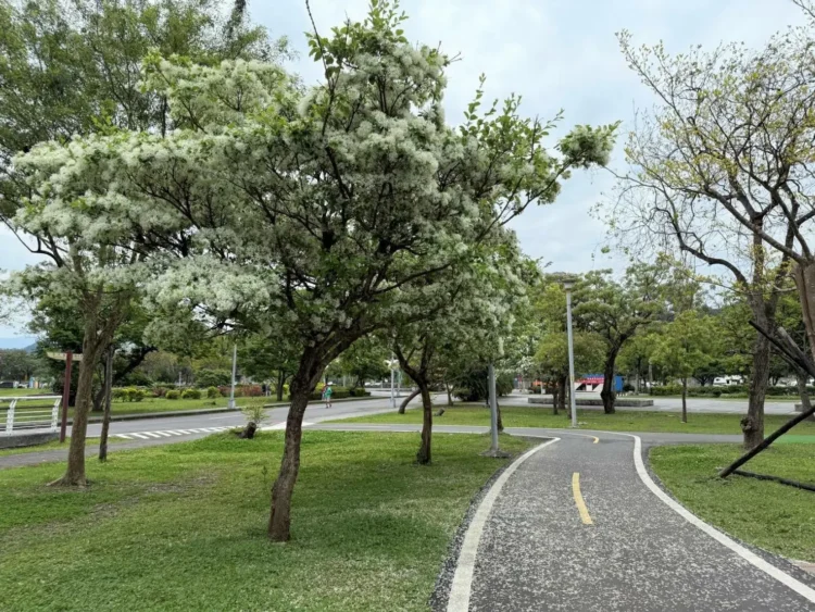 四月雪降臨新店陽光運動公園 流蘇花盛開迎春意! 四月雪降臨新店陽光運動公園-流蘇花盛開迎春意!