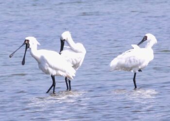 茄萣濕地冬候鳥即將告別-用相機捕捉最後美麗瞬間