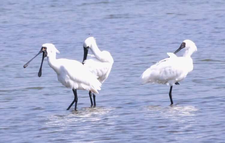 茄萣濕地冬候鳥即將告別 用相機捕捉最後美麗瞬間 茄萣濕地冬候鳥即將告別-用相機捕捉最後美麗瞬間