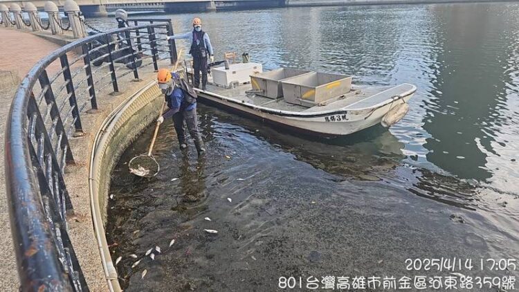 愛河驚現850公斤魚屍!環保局急撈 專家分析「三大可能死因」 愛河驚現850公斤魚屍!環保局急撈-專家分析「三大可能死因」