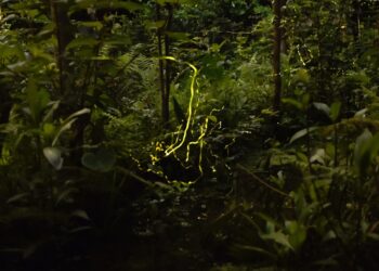 木柵公園萃湖螢光熠熠-賞螢趁現在！