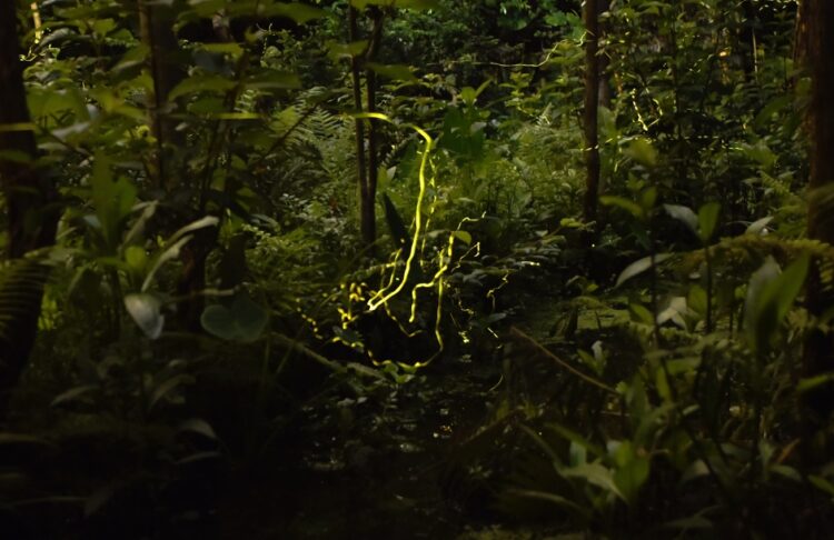 木柵公園萃湖螢光熠熠 賞螢趁現在! 木柵公園萃湖螢光熠熠-賞螢趁現在!