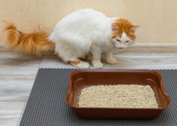 貓奴必看！踩到貓砂別崩潰-4大神招讓妳笑著搞定