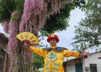 番路佳鄉餐廳石斛蘭盛開-隨風搖曳宛若花簾粉紅花瀑再現