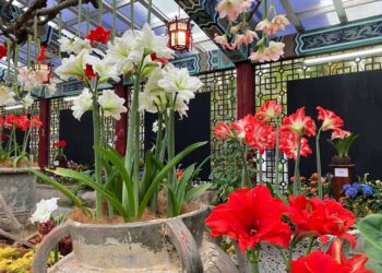 母親節帶媽媽賞花-士林官邸孤挺花展4/26起迎賓