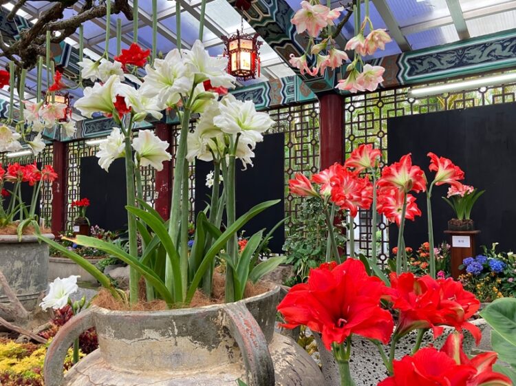 母親節帶媽媽賞花 士林官邸孤挺花展4/26起迎賓 母親節帶媽媽賞花-士林官邸孤挺花展4/26起迎賓