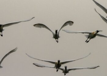 【陳宜民觀點-】-期待新的模式：關於永續，我們可以做些什麼？