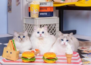 布偶貓貓舍推薦 最黏人貓咪就在《蜜兒玩偶貓坊》