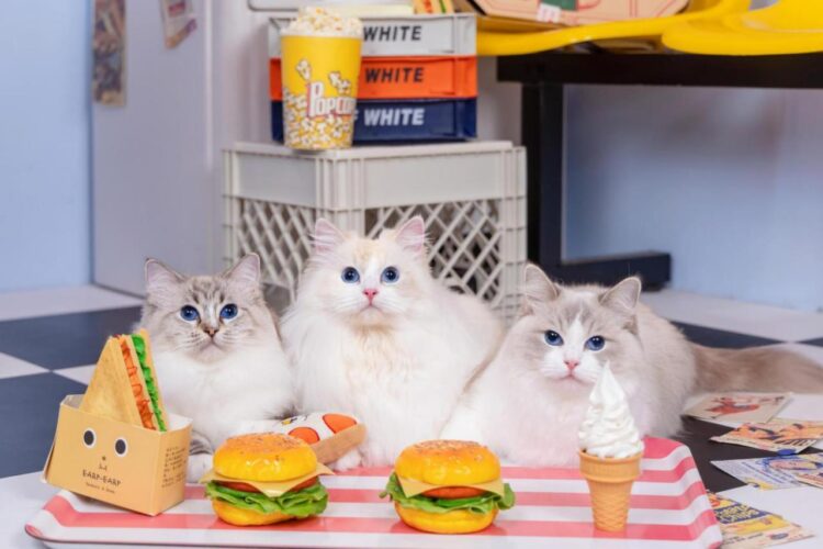 專業、保障布偶貓舍在新北中和