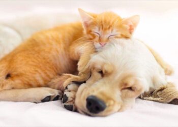 HPP滅菌技術還原鮮食營養 中台灣寵物食品守護毛孩健康