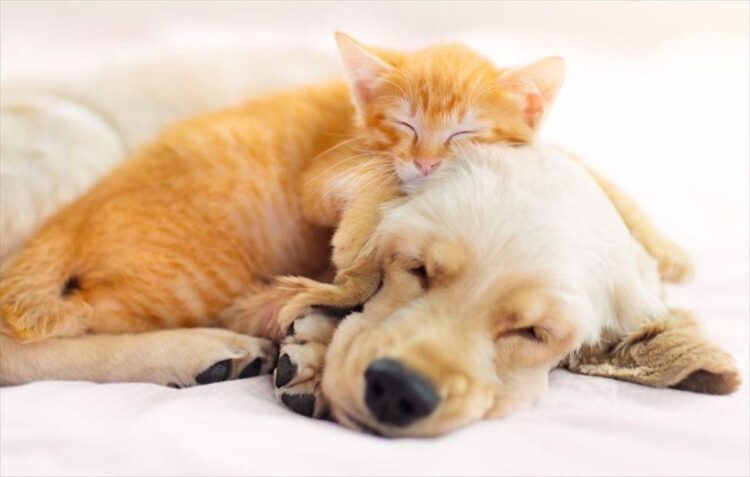 HPP滅菌技術還原鮮食營養 中台灣寵物食品守護毛孩健康 HPP滅菌技術還原鮮食營養 中台灣寵物食品守護毛孩健康