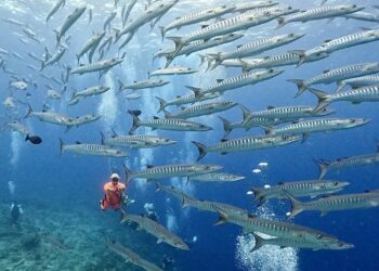 台北潛水課程推薦 從水肺潛水到跨國潛水 開啟水下冒險之旅