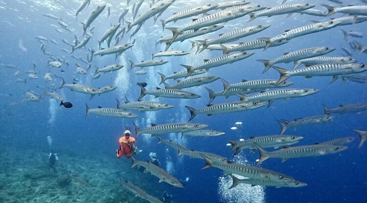 台北潛水課程推薦 從水肺潛水到跨國潛水 開啟水下冒險之旅