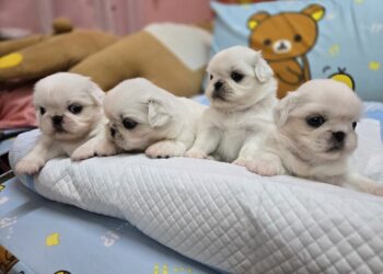 南部合法狗舍 專業幼犬繁殖