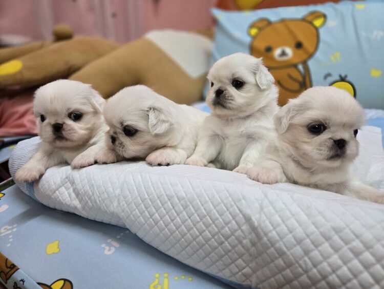 南部合法狗舍 專業幼犬繁殖