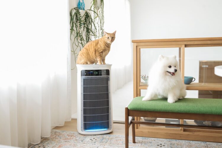 美國熱賣潮席捲台灣!吸毛大師 SoleusAir 首登台北寵物展 99.9%除毛力征服亞洲毛爸媽 美國熱賣潮席捲台灣!吸毛大師 SoleusAir 首登台北寵物展 99.9%除毛力征服亞洲毛爸媽