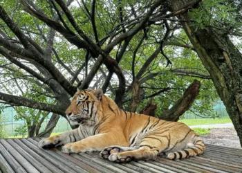 六福村四隻動物夥伴南遷高雄壽山動物園-雙方共同呼籲台灣動物園需要更多的專業交流