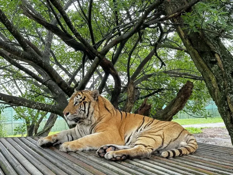六福村四隻動物夥伴南遷高雄壽山動物園 雙方共同呼籲台灣動物園需要更多的專業交流 六福村四隻動物夥伴南遷高雄壽山動物園-雙方共同呼籲台灣動物園需要更多的專業交流