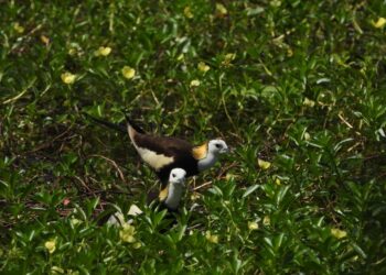鳥界好爸爸報到！洲仔濕地水雉育雛身影溫暖母親節