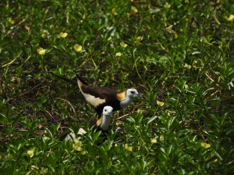 鳥界好爸爸報到!洲仔濕地水雉育雛身影溫暖母親節 鳥界好爸爸報到!洲仔濕地水雉育雛身影溫暖母親節