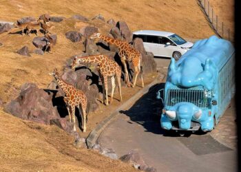 餵獅子不是夢！親子遊最愛九州自然動物園，野生互動體驗超精彩