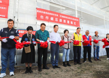 從高山遷至中海拔，阿里山山葵復育轉型帶動產業升級