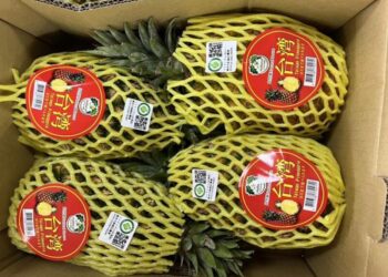 台南締盟城市富良野市空運採購台南「在欉黃」金鑽鳳梨3.019公噸