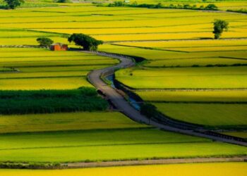 臺南釋出114年第1批市有耕地 黃偉哲市長推動青農返鄉再添助力