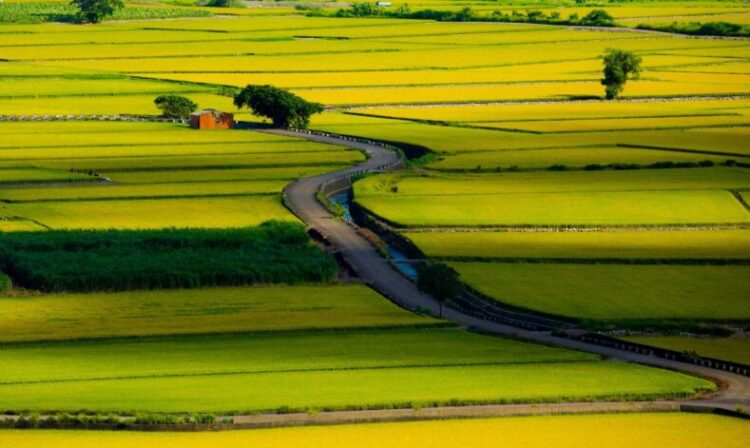 臺南釋出114年第1批市有耕地 黃偉哲市長推動青農返鄉再添助力 臺南釋出114年第1批市有耕地 黃偉哲市長推動青農返鄉再添助力