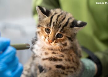 小石虎命名揭曉！「捲心蛋 」、「 捲心糕」獲選 新名字陪石虎野放成長