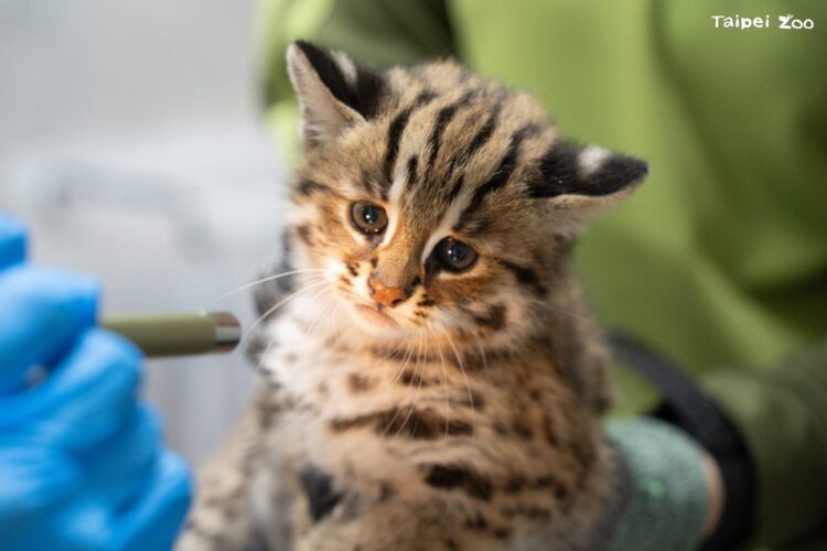 小石虎命名揭曉!「捲心蛋 」、「 捲心糕」獲選 新名字陪石虎野放成長 小石虎命名揭曉!「捲心蛋 」、「 捲心糕」獲選 新名字陪石虎野放成長