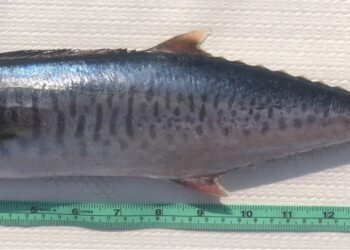 土魠魚全養殖新突破！農業部人工養殖技術獲國際期刊認可