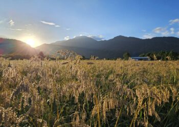 推廣台東油芒異業合作 開啟部落作物新未來