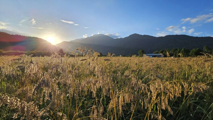 推廣台東油芒異業合作 開啟部落作物新未來