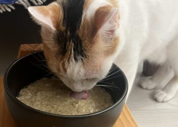 貓咪不愛喝水怎麼辦？網實測一招有效 她靠這「黑碗＋主食罐」