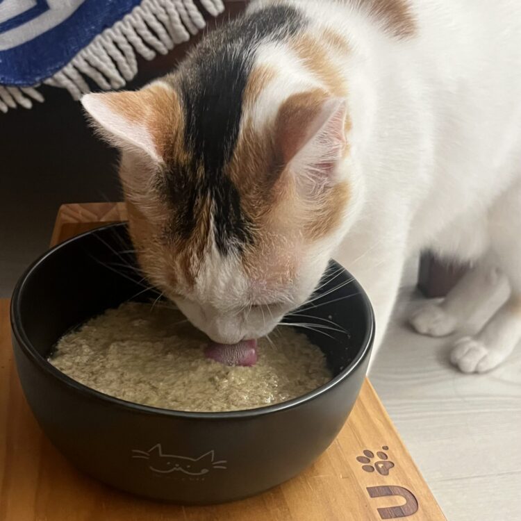 貓咪不愛喝水怎麼辦？網實測一招有效 她靠這「黑碗＋主食罐」