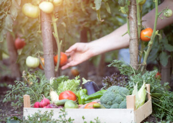 彰化鹿港綠之巢蔬食餐廳自營農場 有機蔬果入菜回歸慢活時光