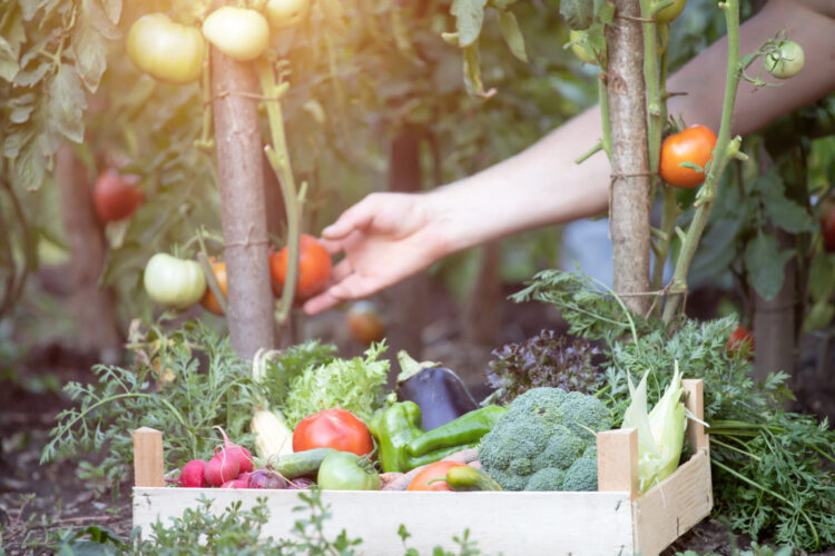 彰化鹿港綠之巢蔬食餐廳自營農場 有機蔬果入菜回歸慢活時光