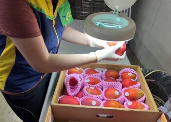 台灣農產再突破 歐盟開放我國芒果及番石榴輸銷