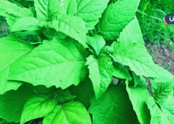 「龍葵」能預防乾眼症？研究揭「烏甜仔菜」含1成分：幫助眼睛保濕