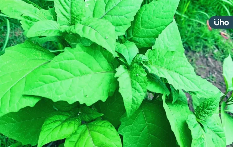 「龍葵」能預防乾眼症?研究揭「烏甜仔菜」含1成分:幫助眼睛保濕 「龍葵」能預防乾眼症?研究揭「烏甜仔菜」含1成分:幫助眼睛保濕