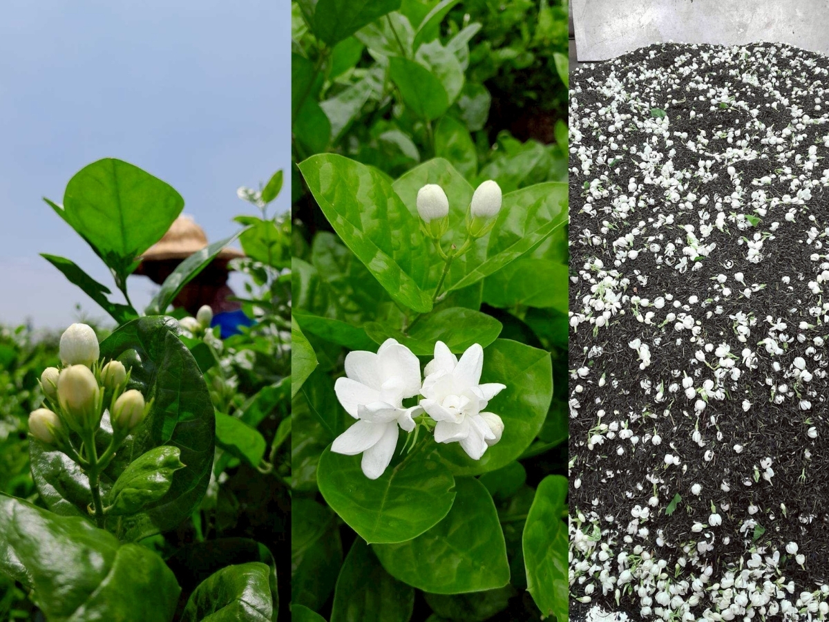 松山區手搖店推薦 台北茉莉花茶香征服老茶控與新手味蕾 松山區手搖店推薦 台北茉莉花茶香征服老茶控與新手味蕾