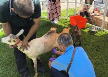 動保處確實把關 羊奶好喝啦