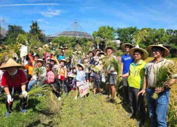 2025六堆園區農事學堂「六堆黃金稻穗 糯米大豐收」