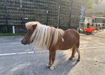 暑假親子出遊熱搜！Google評論2萬則4.9顆星評價 礁溪「皇家花園餐廳」療癒動物陪放電